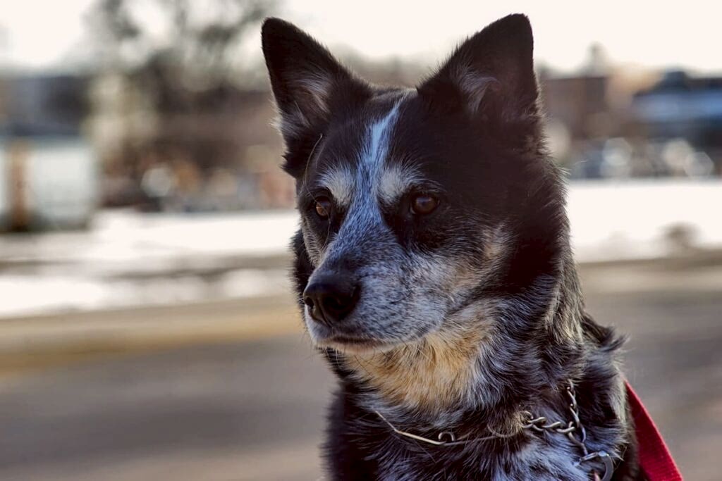Как живут на пенсии служебные собаки