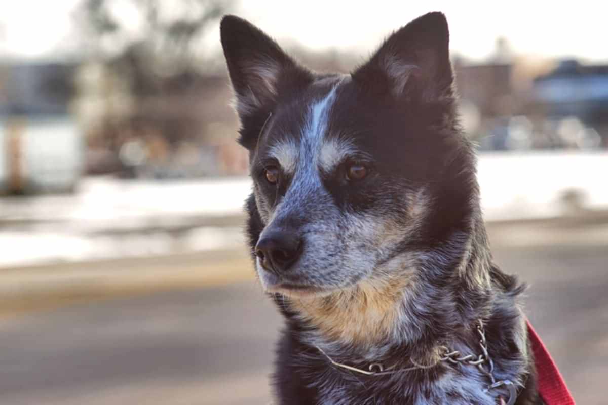 Как живут на пенсии служебные собаки Как живут на пенсии служебные собаки