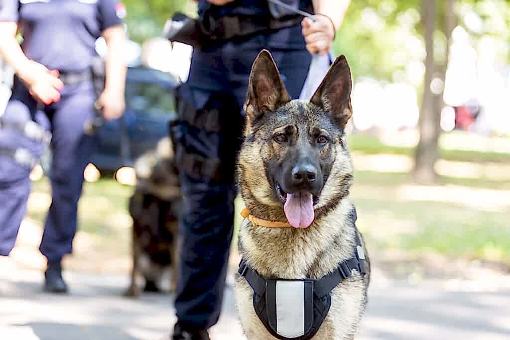 Обучение собак на поиск взрывчатки