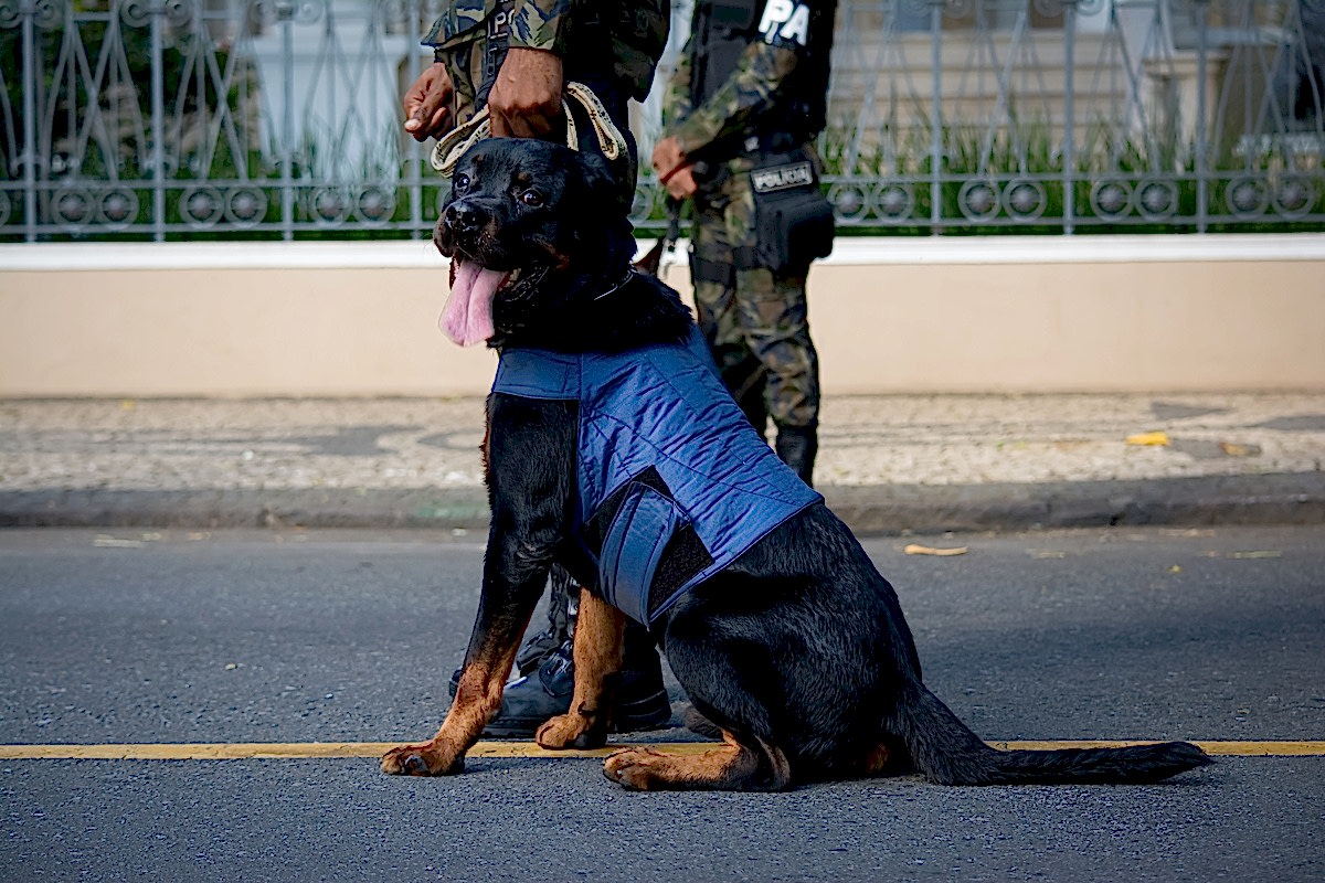 Как щенков отбирают для работы в полиции