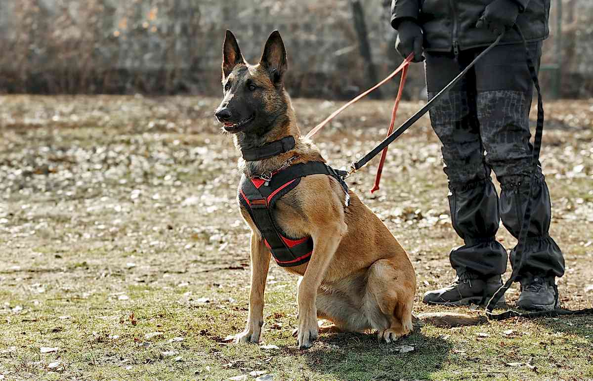 Зачем на массовые мероприятия привлекают кинологов с собаками?