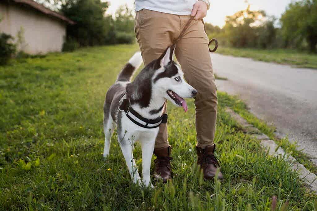 Особенности подготовки и работы четвероногого охранника