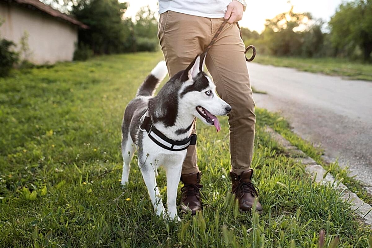 Особенности подготовки и работы четвероногого охранника
