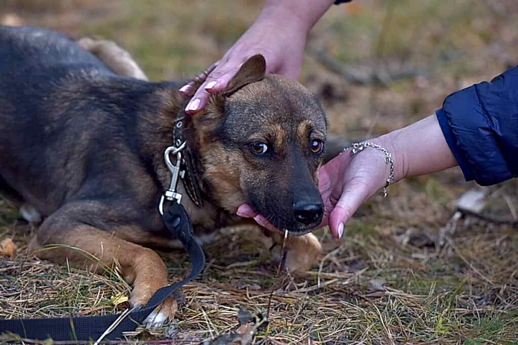Как распознать и побороть страх у питомца