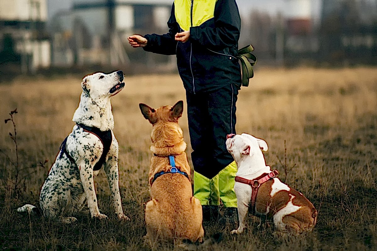 Как дрессировать собаку: отличия приёмов кинологов старой и новой школы Поиск золотой середины в воспитании питомца