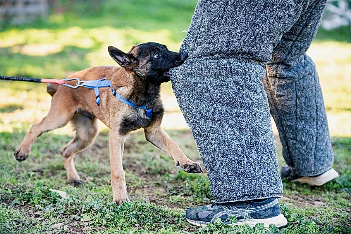 современные принципы обучения собак