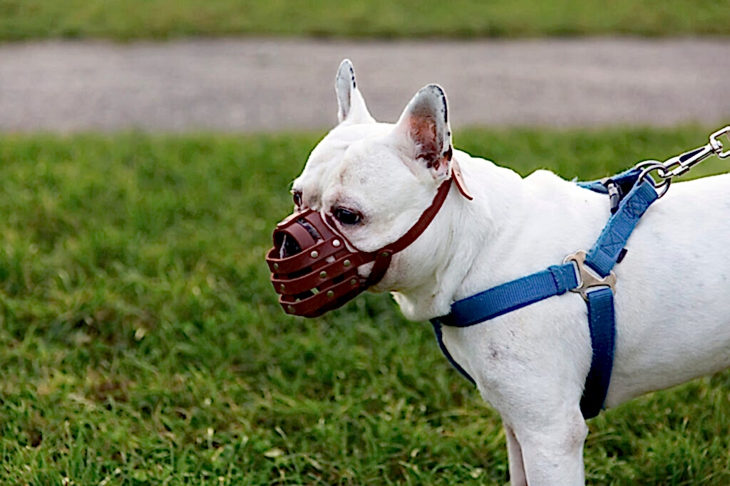 намордник для собаки