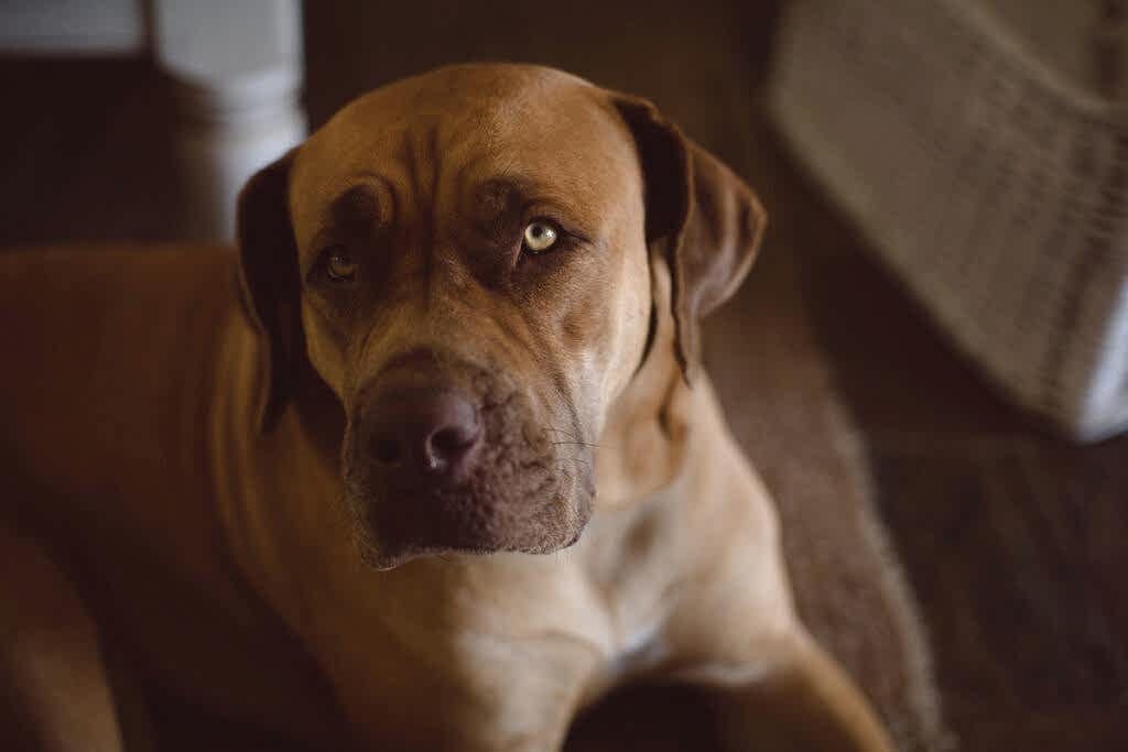 причины болезней почек у собак