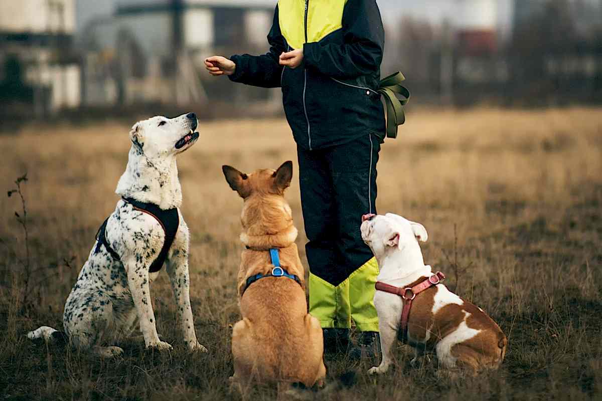 зачем нужен кинолог
