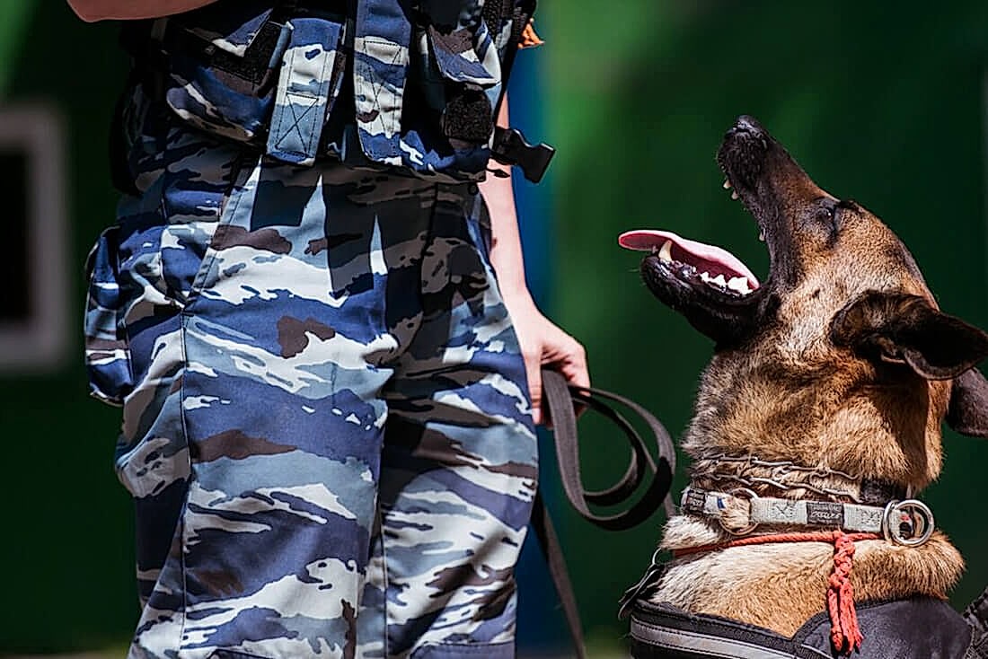 Служебная собака и сотрудник МВД