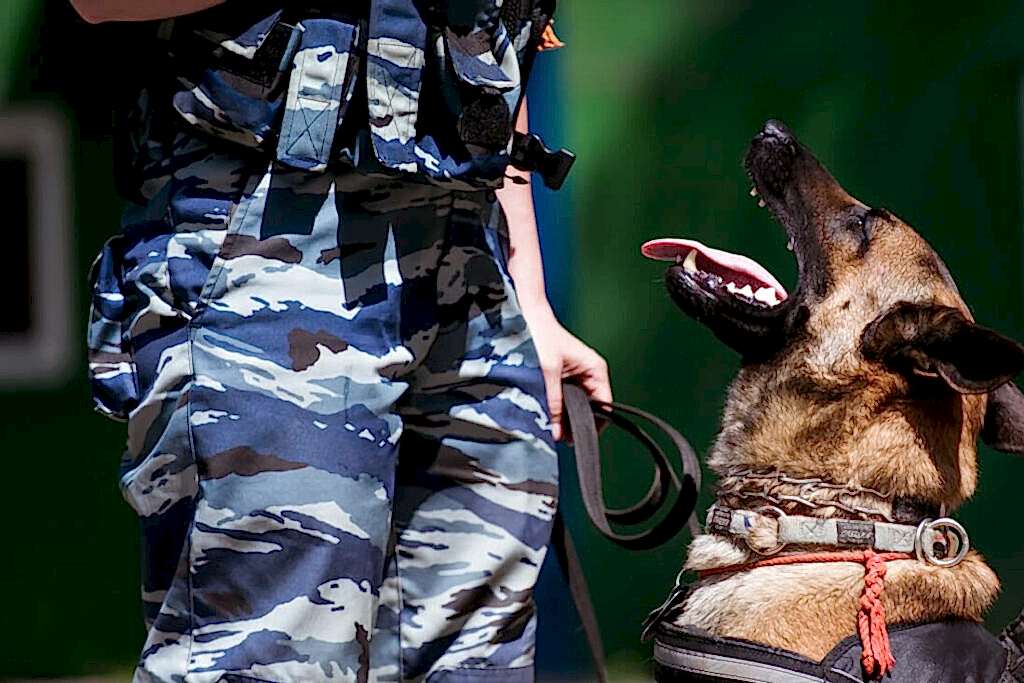 Служебная собака и сотрудник МВД